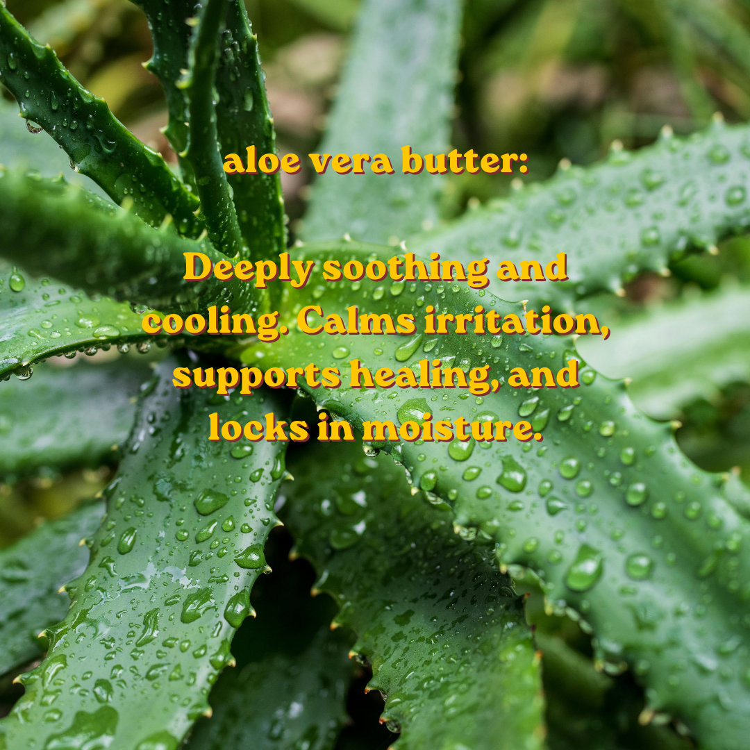 Aloe Vera: Beyond the Burn Aisle