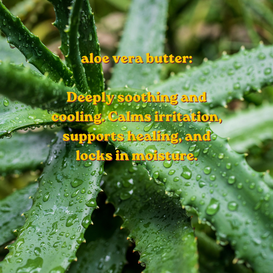 Aloe Vera: Beyond the Burn Aisle