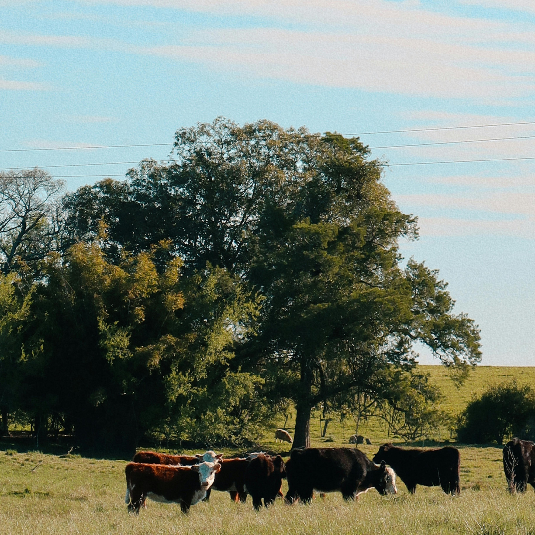 Grass Fed + Pasture-Raised Beef Tallow