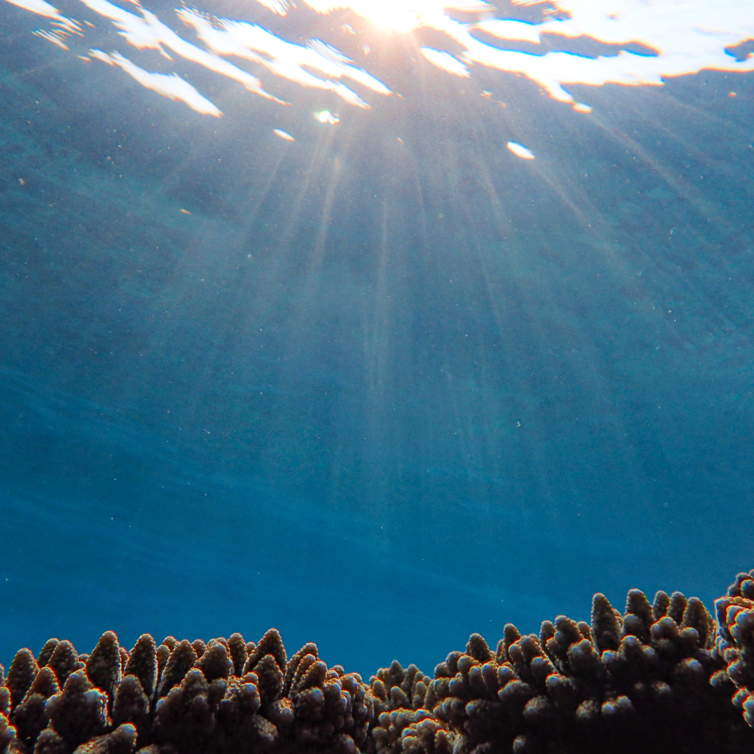 Reef Report vol2
