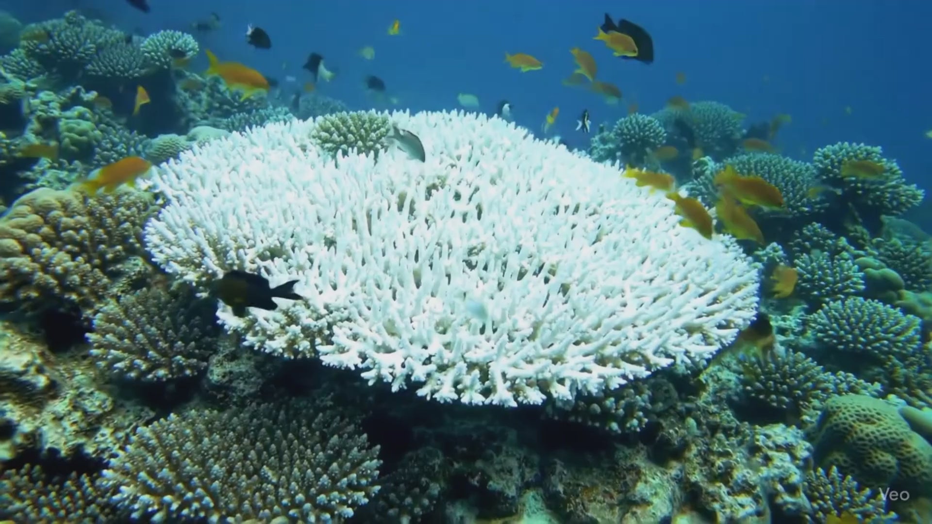 Load video: Bleached Coral Bommie